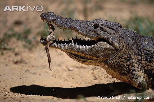 Featured image of post Imagens De Crocodilo E Jacaré / No entanto, encontros nativos raramente ocorrerem.